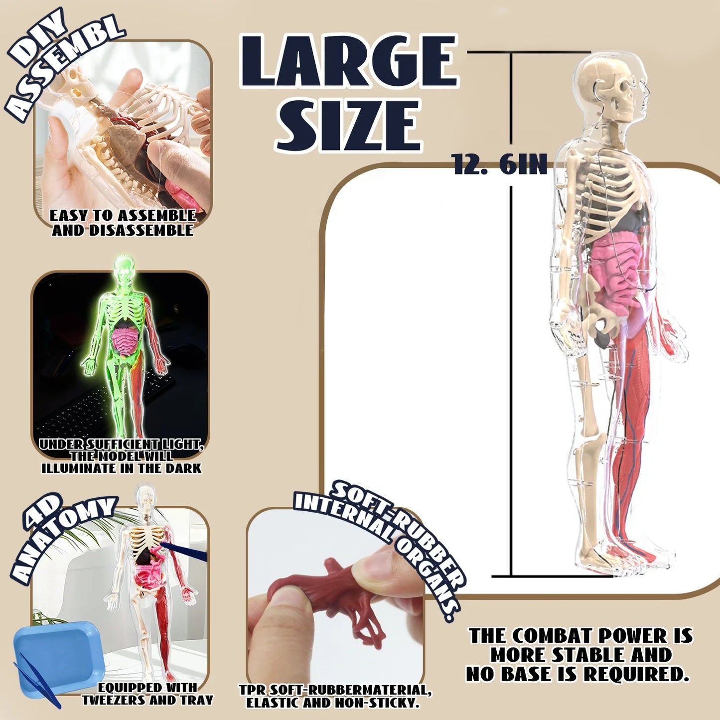 Human Body Model for Kids, 35 Piece Anatomy Figure, Learning Toys for 6 7 8 9 10 11 12 Year Olds Boys Girls
