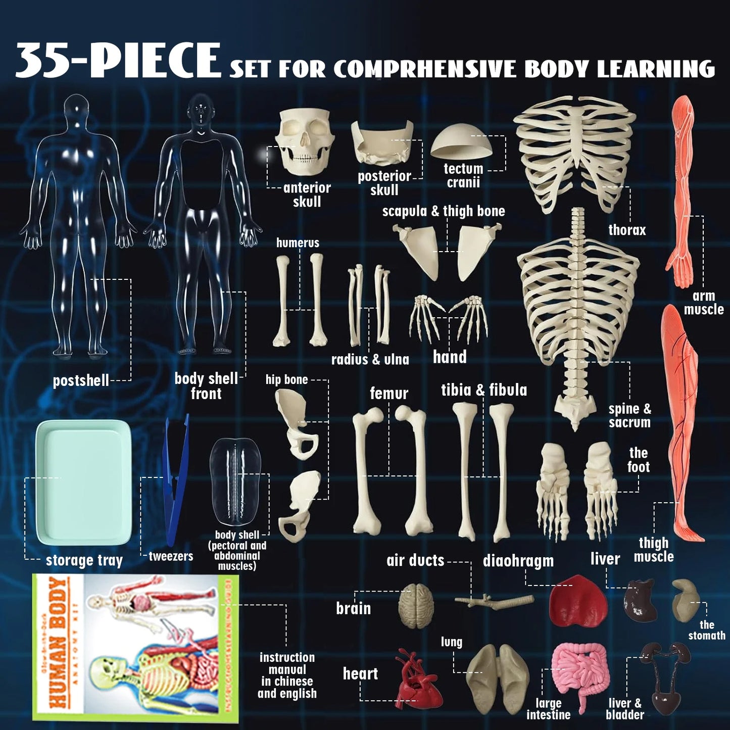 Human Body Model for Kids, 35 Piece Anatomy Figure, Learning Toys for 6 7 8 9 10 11 12 Year Olds Boys Girls