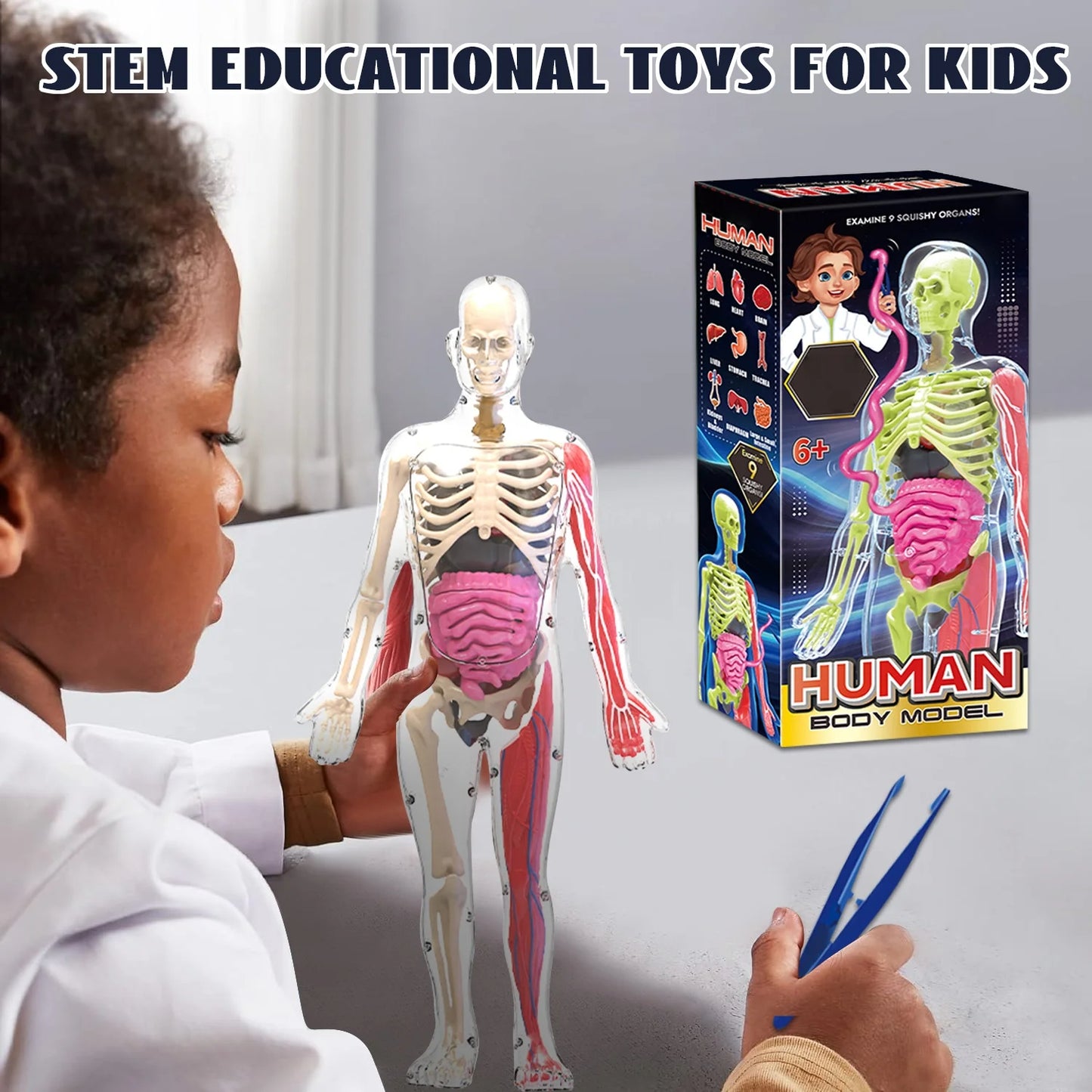 Human Body Model for Kids, 35 Piece Anatomy Figure, Learning Toys for 6 7 8 9 10 11 12 Year Olds Boys Girls